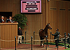 GI Winner Nereid Fetches $1.3 Million GI Winner Nereid Fetches $1.3 Million