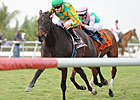 Never Retreat Scores Honey Fox