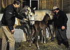 New Life: A Behind-the-Scenes Look at Foaling
