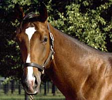 Barbaro's Full Brother Nicanor Developing Nicely Barbaro's Full Brother Nicanor Developing Nicely