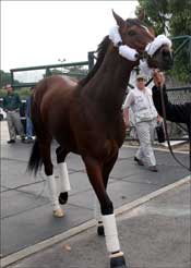 Japan Cup Winner Alkaased Eyes Hong Kong Vase Japan Cup Winner Alkaased Eyes Hong Kong Vase