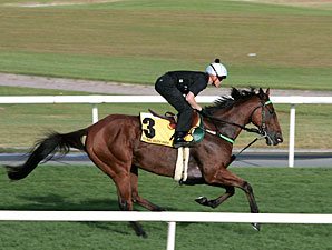 Niconero Looking for Duty Free Victory Niconero Looking for Duty Free Victory