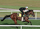 Niconero Looking for Duty Free Victory