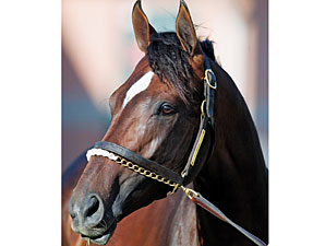 Niigon Sires First Foal Niigon Sires First Foal