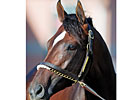 Niigon Sires First Foal