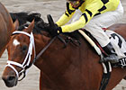 BC Spot On the Line in Fall Championship S. BC Spot On the Line in Fall Championship S.