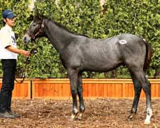 Kondo's Spree Highlights JRHA Foal Session Kondo's Spree Highlights JRHA Foal Session
