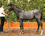 Kondo's Spree Highlights JRHA Foal Session Kondo's Spree Highlights JRHA Foal Session
