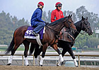 Turf Entrants Get Work Over Santa Anita Lawn Turf Entrants Get Work Over Santa Anita Lawn