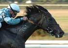 Nobiz Like Shobiz Works at Belmont