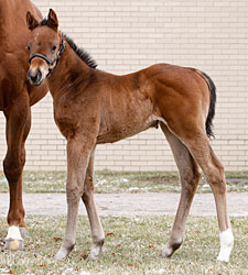 First Foal by Nobiz Like Shobiz Is a Filly First Foal by Nobiz Like Shobiz Is a Filly