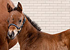 First Foal by Nobiz Like Shobiz Is a Filly