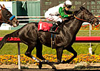 Graded Winner Nonios Among Three to Colebrook Graded Winner Nonios Among Three to Colebrook