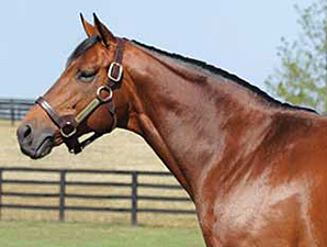 Stallion North Light to Stand in England Stallion North Light to Stand in England