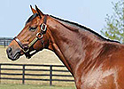 Stallion North Light to Stand in England Stallion North Light to Stand in England