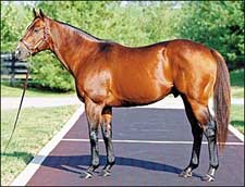 Northern Afleet to Shuttle to Brazil's Stud TNT Northern Afleet to Shuttle to Brazil's Stud TNT