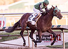 Not Abroad, Ben's Cat Notch Md. Million Wins Not Abroad, Ben's Cat Notch Md. Million Wins