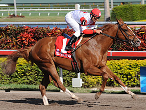 Florida-Based Horses Work for FOY Florida-Based Horses Work for FOY