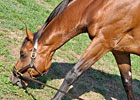 New Boys in Town: Visiting Caleb's Posse & Co