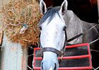 Foal Project Subjects Make First Starts Foal Project Subjects Make First Starts