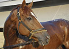 A Horse For Any Course: Wise Dan