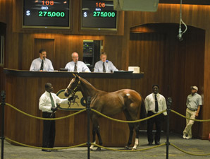 Medaglia d'Oro Filly Tops OBS Select Session Medaglia d'Oro Filly Tops OBS Select Session