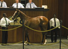 Medaglia d'Oro Filly Tops OBS Select Session
