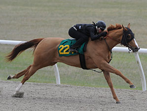 OBS March Under Tack Show Will Start March 11 OBS March Under Tack Show Will Start March 11