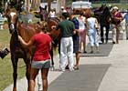 Open Portion of OBS Yearling Sale Sees Increases Open Portion of OBS Yearling Sale Sees Increases