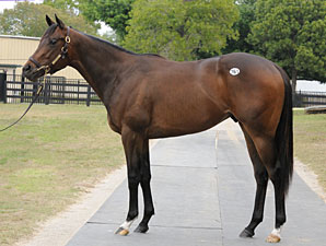 Storm Cat Colt Sells for $400,000 at OBS Storm Cat Colt Sells for $400,000 at OBS