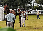 More Than 600 Horses in OBS June Sale