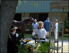 OBSC Select Sale Not Kind to Pinhookers OBSC Select Sale Not Kind to Pinhookers