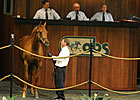Numbers Soar at OBS Spring Juvenile Sale Numbers Soar at OBS Spring Juvenile Sale