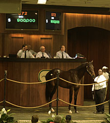 Brushwood Buys Bernardini Colt for $900,000 Brushwood Buys Bernardini Colt for $900,000