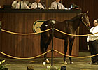 Brushwood Buys Bernardini Colt for $900,000 Brushwood Buys Bernardini Colt for $900,000
