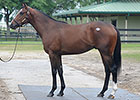 Tapit Colt Leads Robust OBS Second Session Tapit Colt Leads Robust OBS Second Session