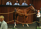 Curlin, Bernardini Colts Top OBS Spring Sale