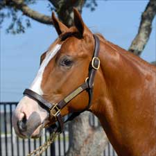 City Place, Songandaprayer Offspring Attracting Buyers' Attention at OBS Sale City Place, Songandaprayer Offspring Attracting Buyers' Attention at OBS Sale