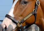 City Place, Songandaprayer Offspring Attracting Buyers' Attention at OBS Sale