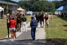 Mood Cautious at OBS August Yearling Sale, But Prices Could Be Solid Mood Cautious at OBS August Yearling Sale, But Prices Could Be Solid