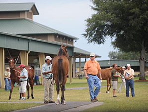 Bernstein Colt Sells for $300,000 at OBS Bernstein Colt Sells for $300,000 at OBS