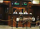 OBS Yearling Sale Struggles at Start OBS Yearling Sale Struggles at Start