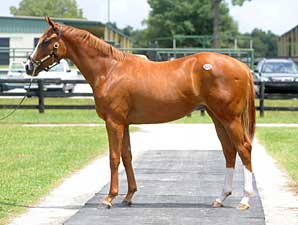 Slump Continues at OBS Yearling Sale Slump Continues at OBS Yearling Sale