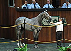 Average for OBS Select Yearlings Up 26% Average for OBS Select Yearlings Up 26%