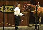 OBS August Yearling Sale Finishes Positively OBS August Yearling Sale Finishes Positively