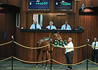 Indicators Drop at Ocala August Yearling Sale Indicators Drop at Ocala August Yearling Sale