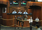 OBS August Yearling Sale Ends With Declines OBS August Yearling Sale Ends With Declines