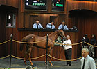 Big Drama Colt Leads OBS Select Session Big Drama Colt Leads OBS Select Session
