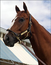 OBS Auction Gets Juvenile Selling Season Off to Record-Setting Start OBS Auction Gets Juvenile Selling Season Off to Record-Setting Start