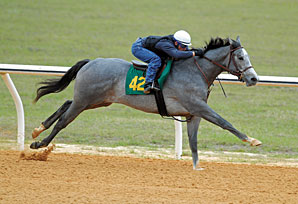 OBS Catalog Has 172 Horses OBS Catalog Has 172 Horses